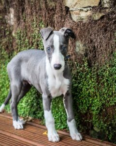 Whippet Puppies For Sale near me in Delhi, India