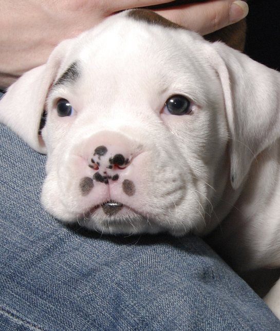 White boxer Puppies in india