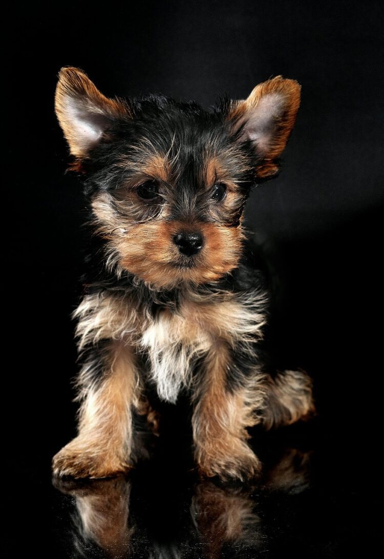 Yorkshire Terrier Puppies For Sale near me