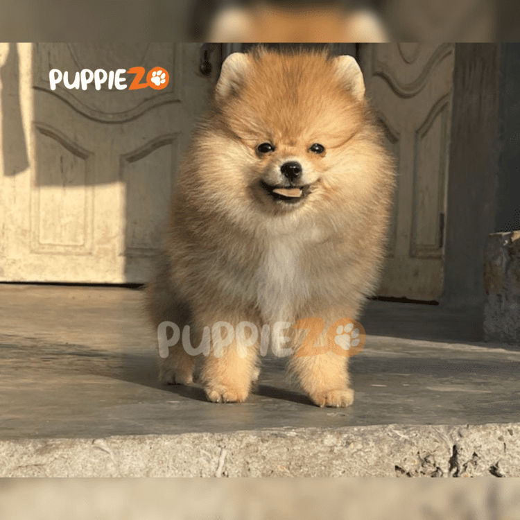 Toy Pom light brown Puppies for sale in India At Best Prices for the happy house