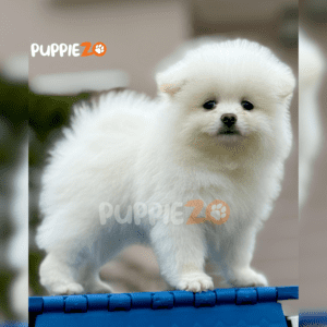 Buy Toy Pom Puppies in white color with tiny tose