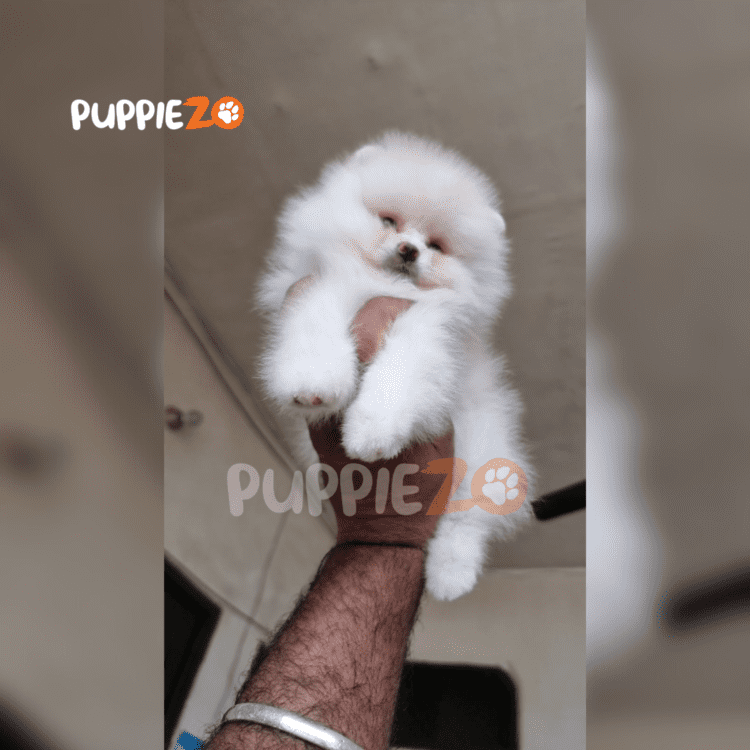 White Toy Pom Puppies for sale in India At Best Prices
