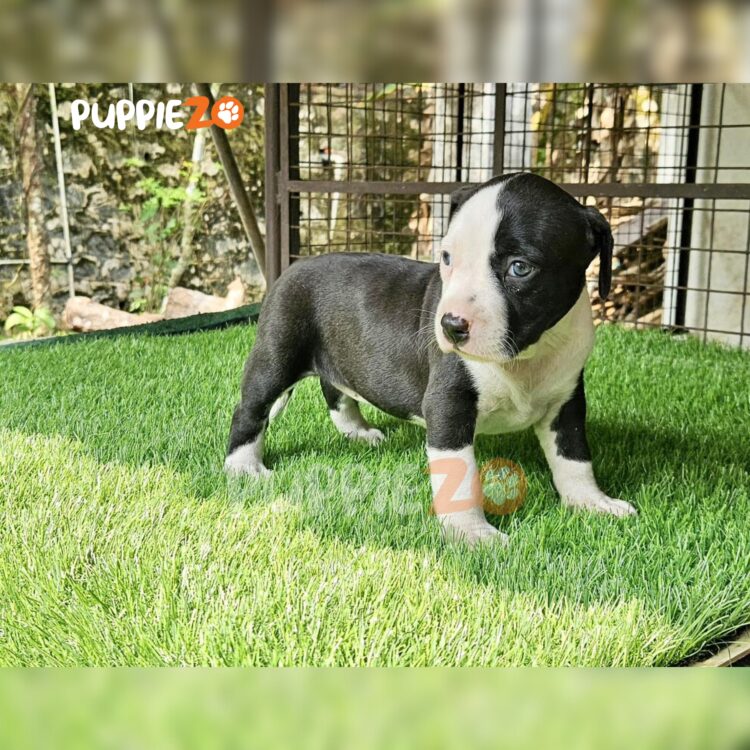 Kismet