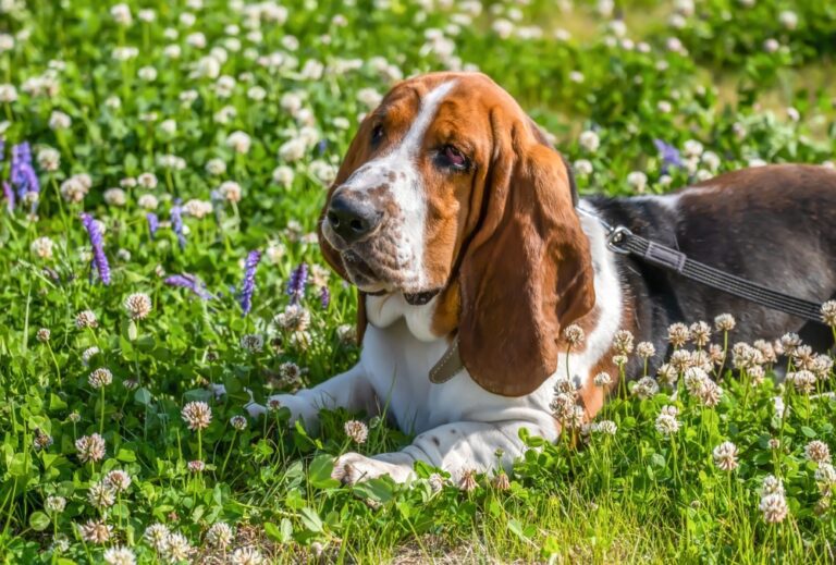Cute Basset Hound Puppy for sale in Delhi