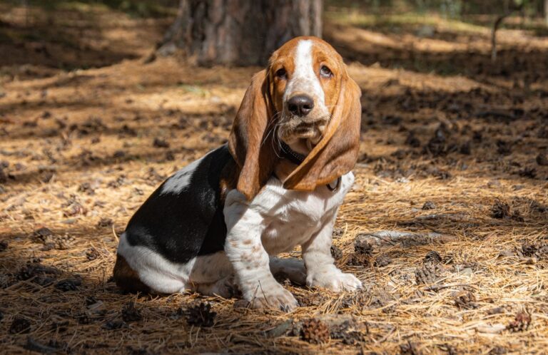 Buy cute Basset Hound Puppy in India