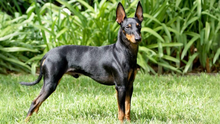 Manchester Terrier Puppies For Sale