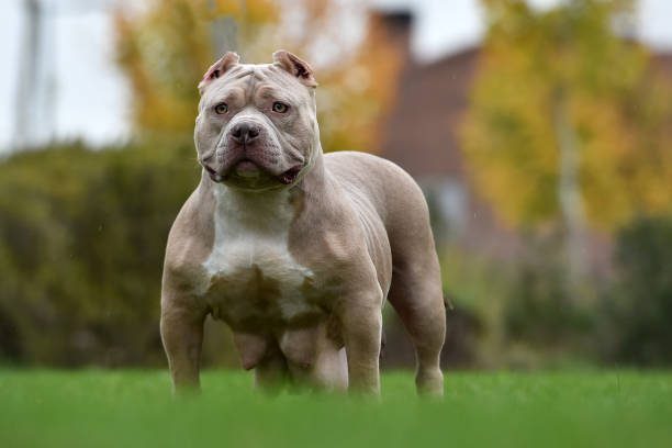 American Bully Classic Puppies For Sale