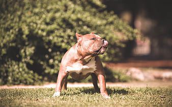 American Bully Classic Puppies For Sale