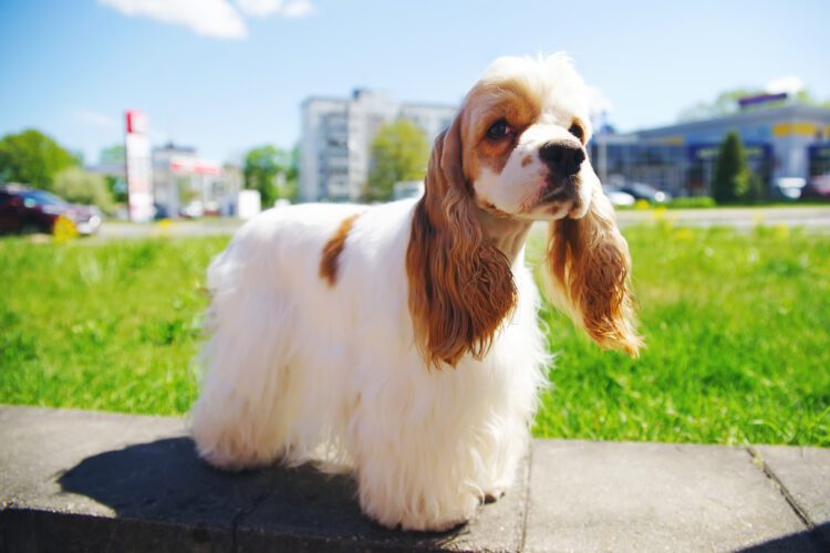 American Cocker Spaniel Puppies For Sale