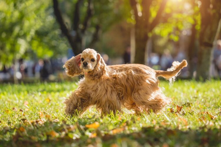 American Cocker Spaniel Puppies For Sale