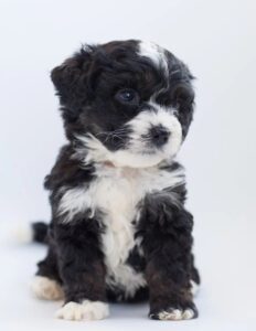 Bernedoodle foe sale