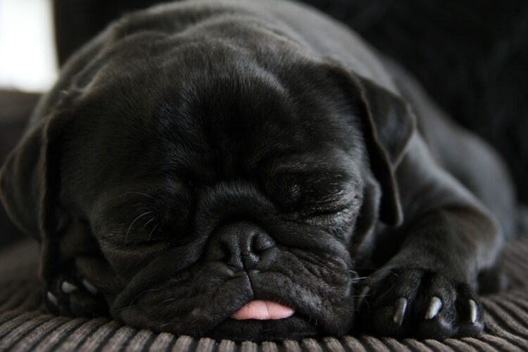 Black Pug Puppies near me