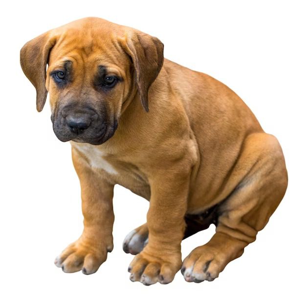 Boerboel Puppies For Sale