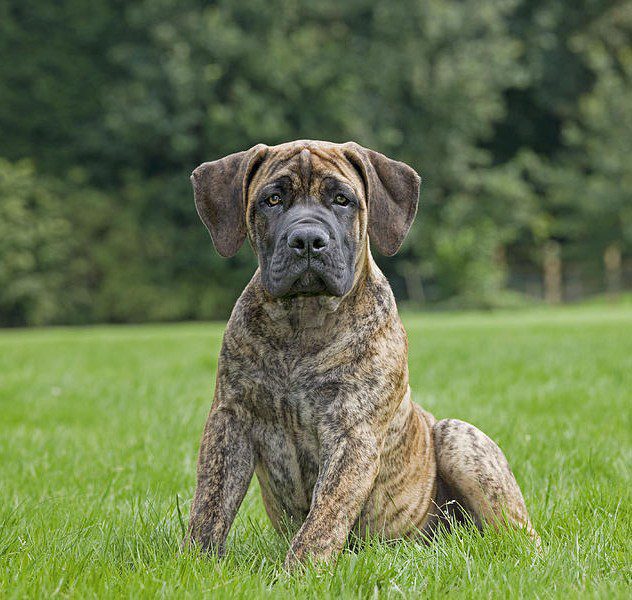Boerboel Puppies For Sale