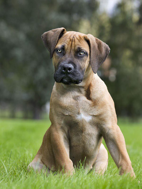Boerboel Puppies For Sale