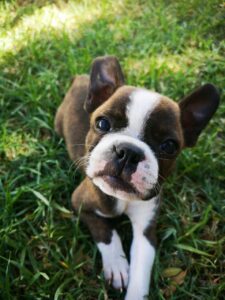 Boston Terrier Puppies For Sale in Delhi