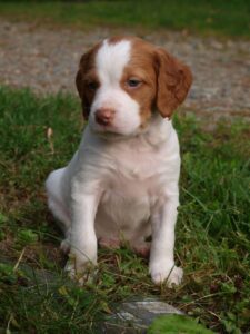 Registered Brittany Spaniel puppy for sale near me