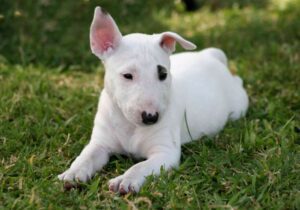 Bull Terrier Puppies For Sale
