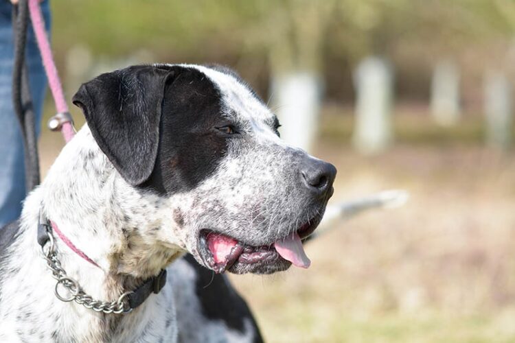 Bully Kutta Puppies For Sale in Delhi, India