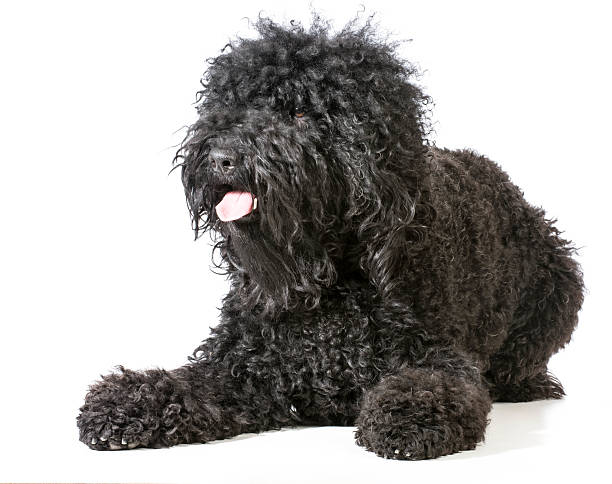 Barbet Puppies For Sale