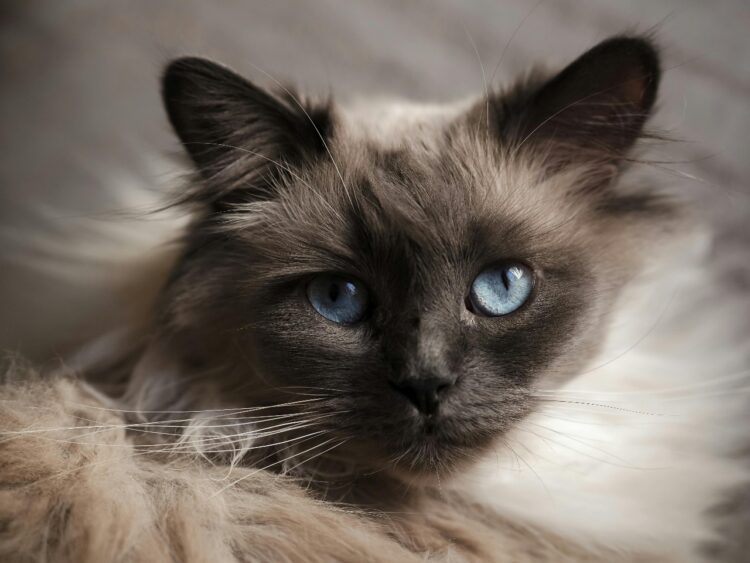 Burmese Cats/Kittens for sale near me in Delhi
