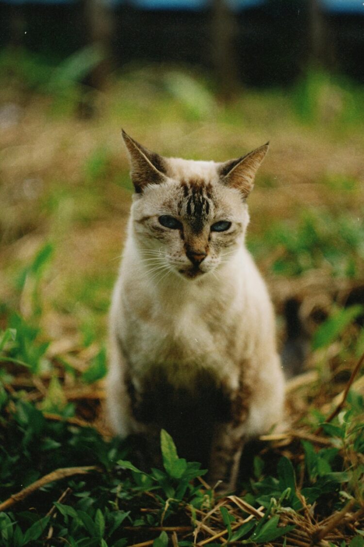 Buy vaccinated Burmese Cats/Kittens in delhi, India