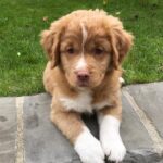 Canadian Golden Retriever Puppies For Sale