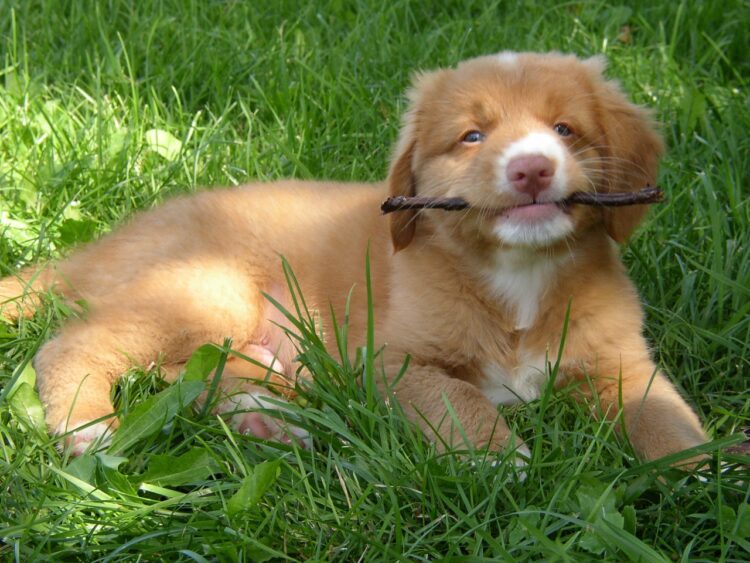 Canadian Golden Retriever Puppies For Sale