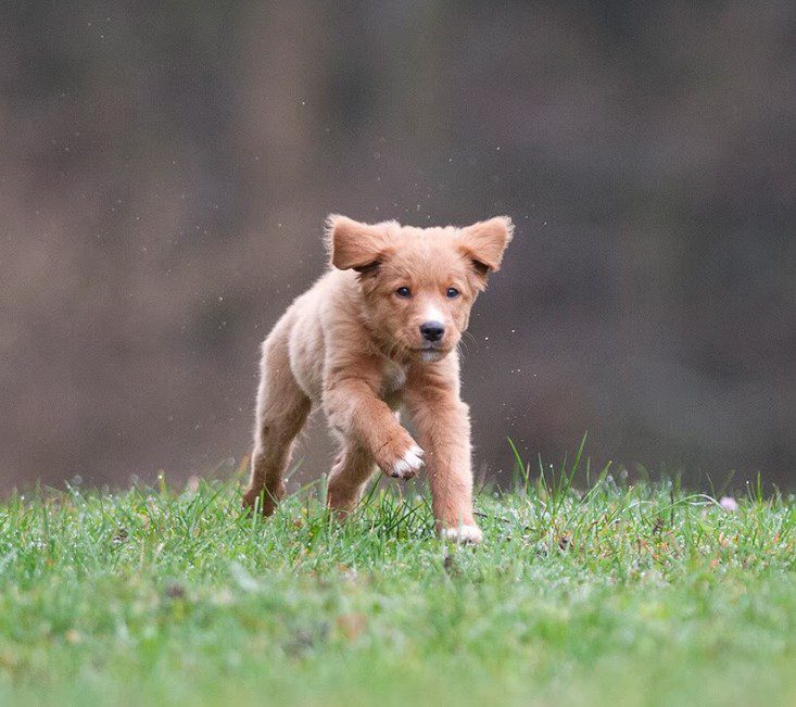 Canadian Golden Retriever Puppies For Sale