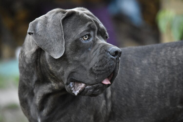 Beautiful Cane Corso brindle for sale India