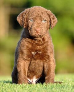 Chesapeake Bay Retriever for sale