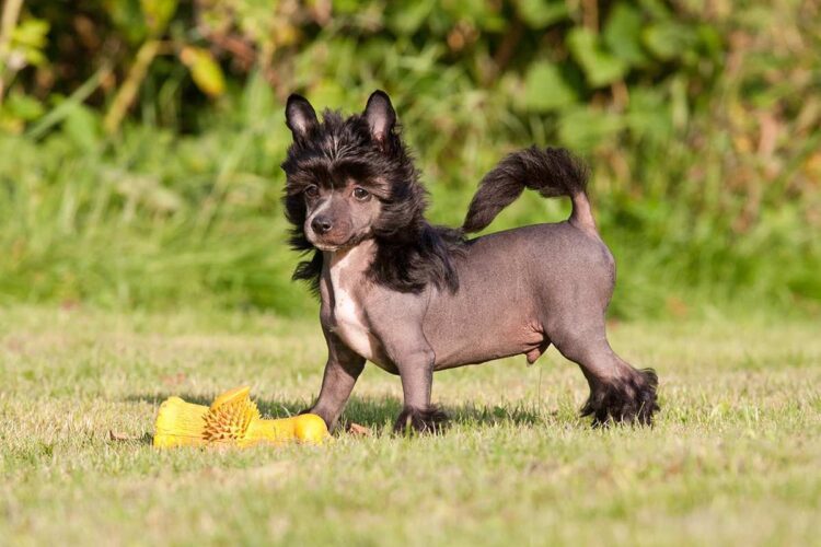 Chinese Crested Puppies For Sale