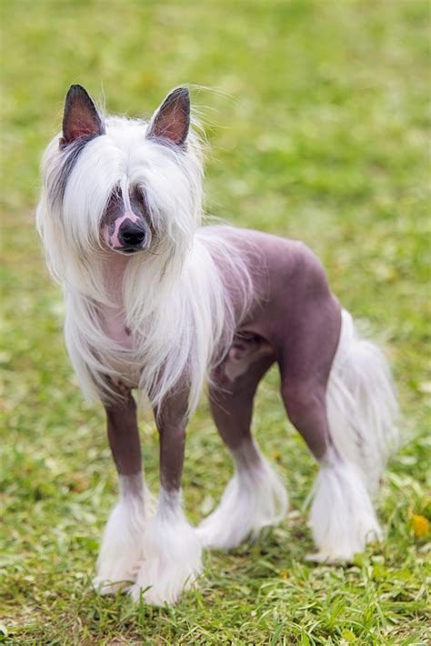 Chinese Crested Puppies For Sale