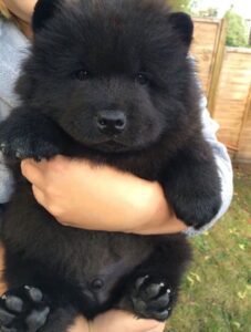 Chow Chow Black Puppies For Sale