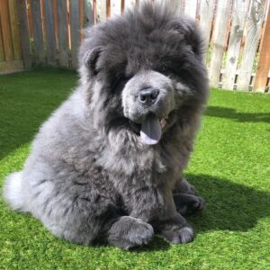 Chow Chow Blue Puppies For Sale