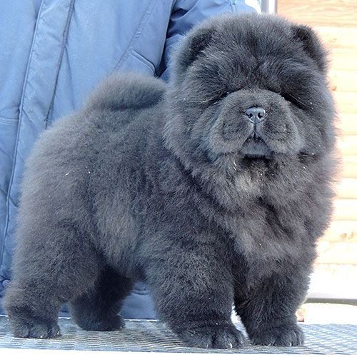 buy Chow Chow Blue Puppies