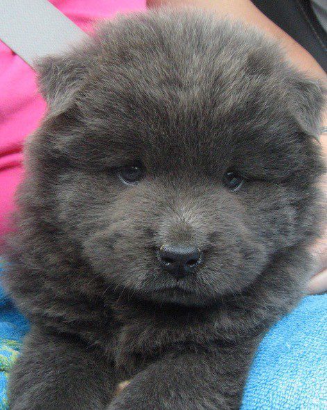 Chow Chow Blue Puppies near me