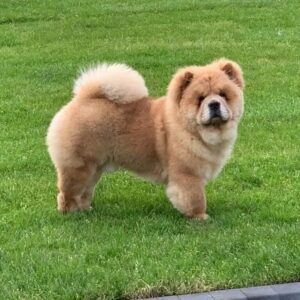 Cute Chow Chow puppy for sale