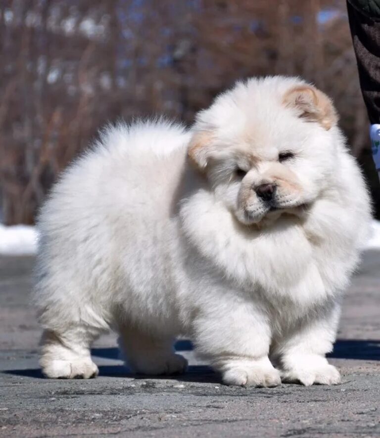 Cute White Chow Chow Fawn for sale in India