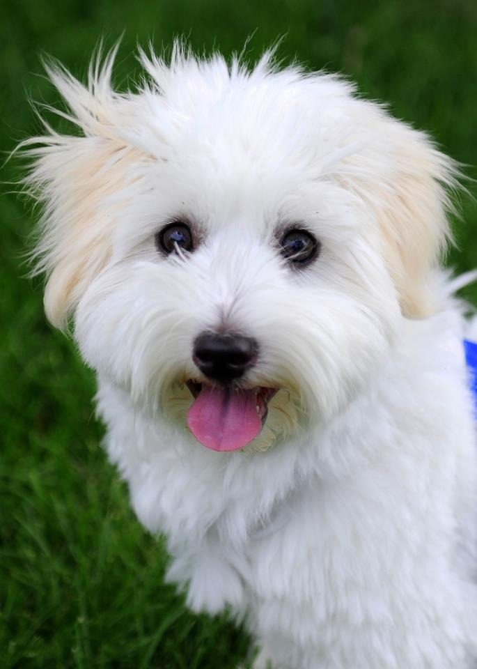 Cotton De Tulear Puppies For Sale