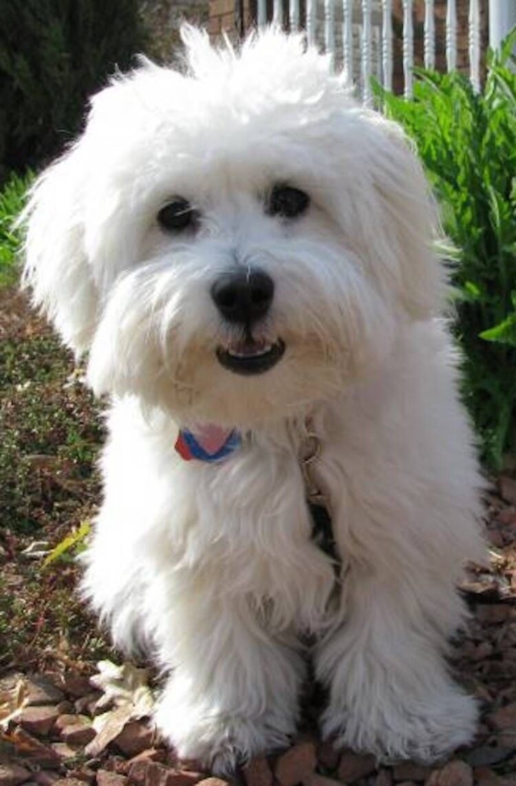 Cotton De Tulear Puppies For Sale