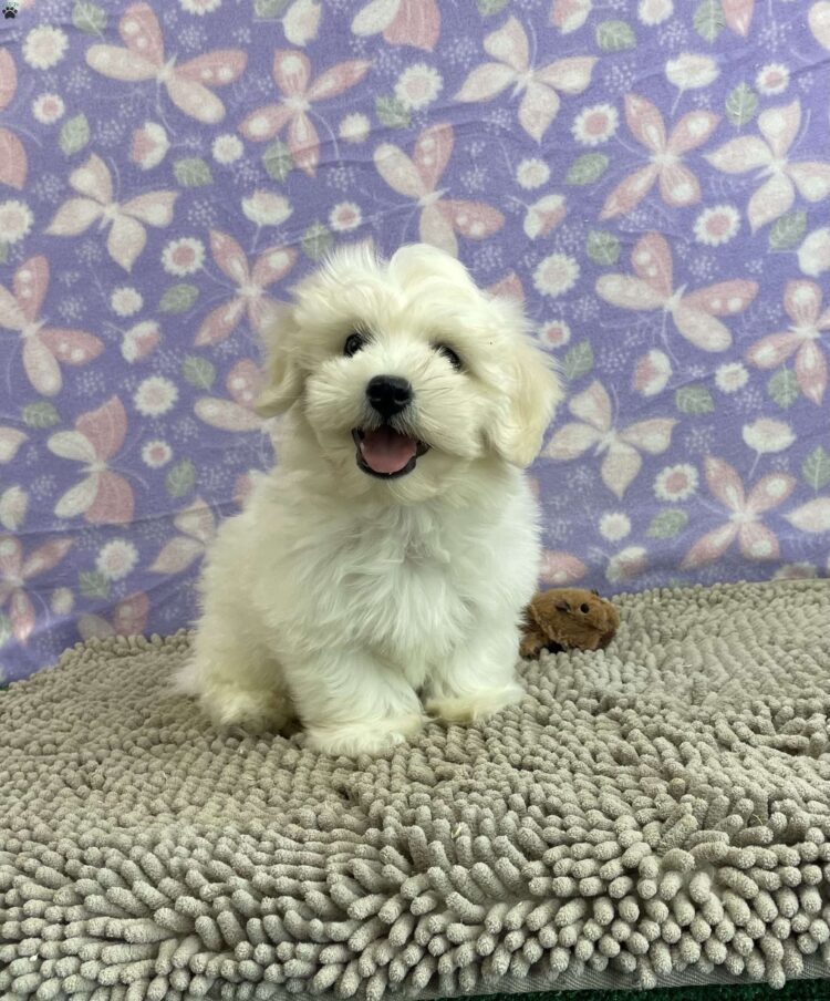 Cotton De Tulear Puppies For Sale