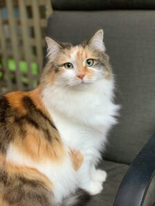 Adorable female Calico cat for sale – friendly and affectionate