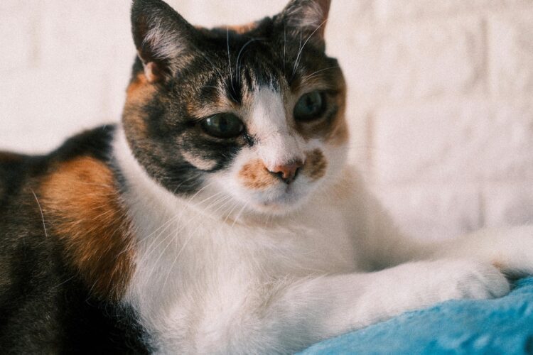 buy calico cats delhi