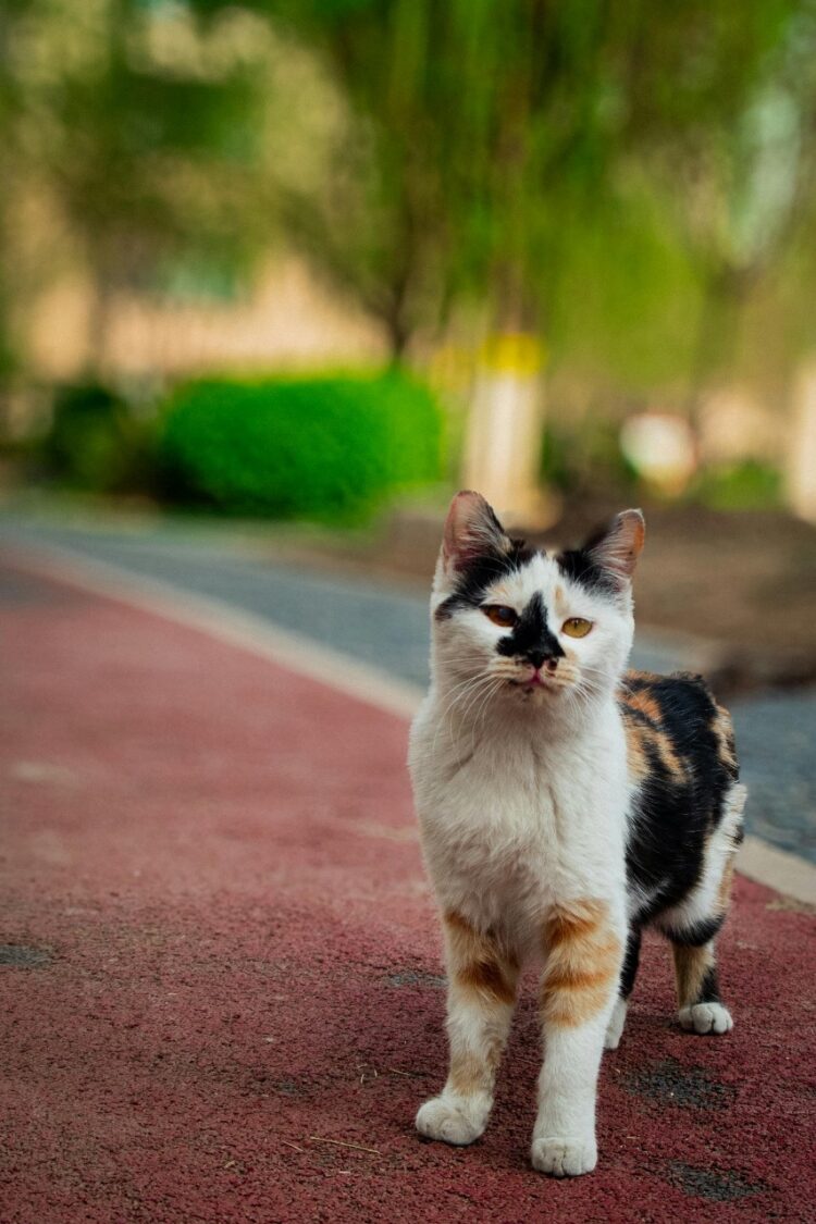 calico cats for sale near me