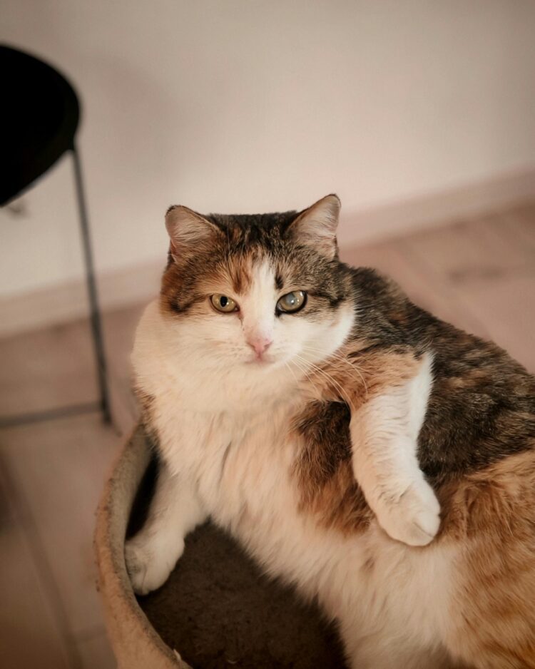 buy calico cats delhi ncr, india