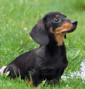 Black Dachshund Puppies For Sale in Delhi- vaccinated