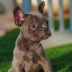 French Bulldog Puppies For Sale In Delhi