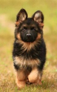 buy german shepherd in delhi