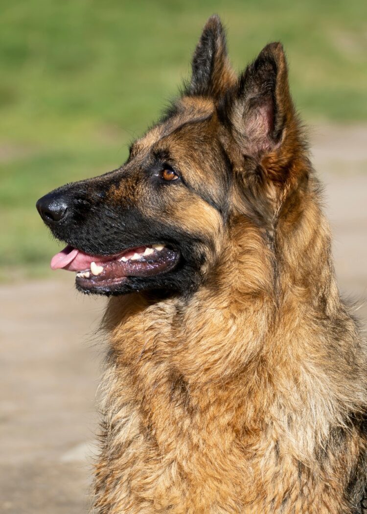 German Shepherd near me